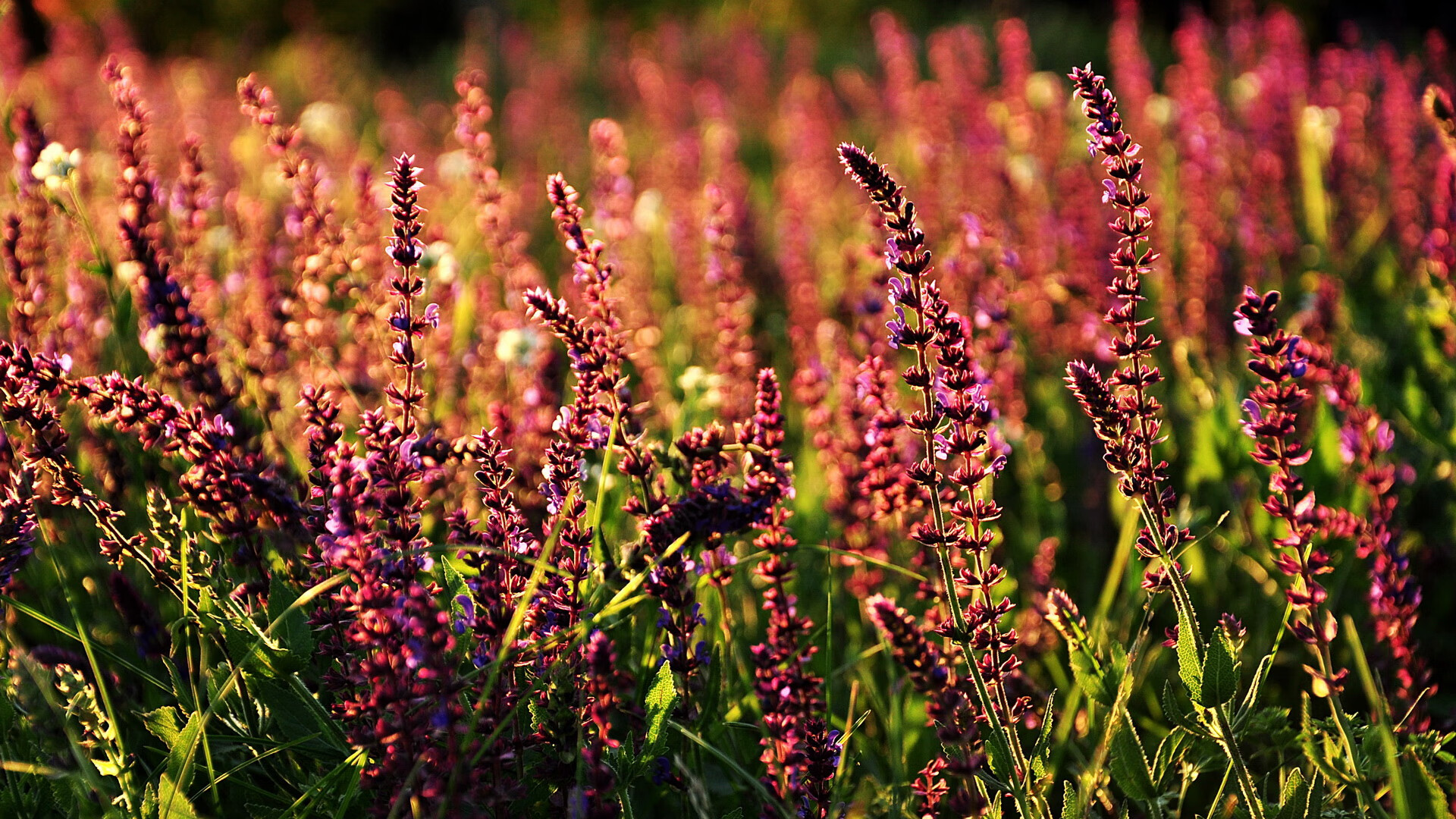 九游会-C9新版本英雄选择策略分析，c9哪里的队伍