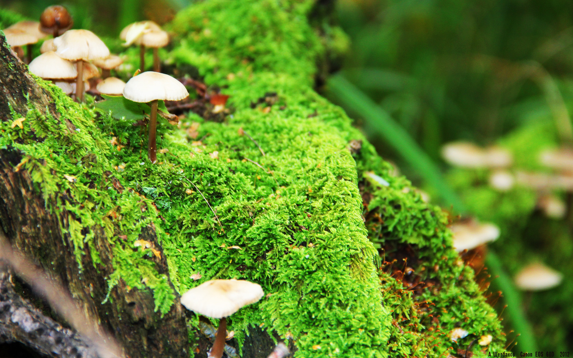 jiuyou-生力啤酒人赛季目标明确,生力啤酒口感怎么样