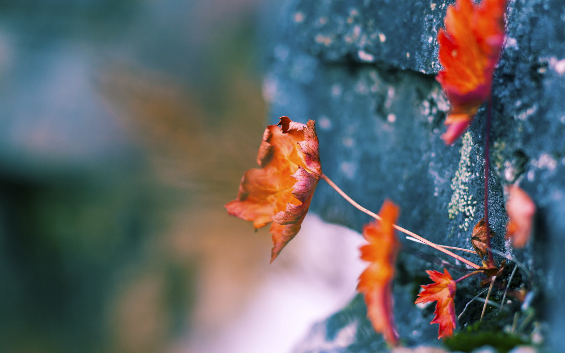九游平台-亚洲杯国足战平 球迷理性分析比赛,亚洲杯中国足球队最新战况